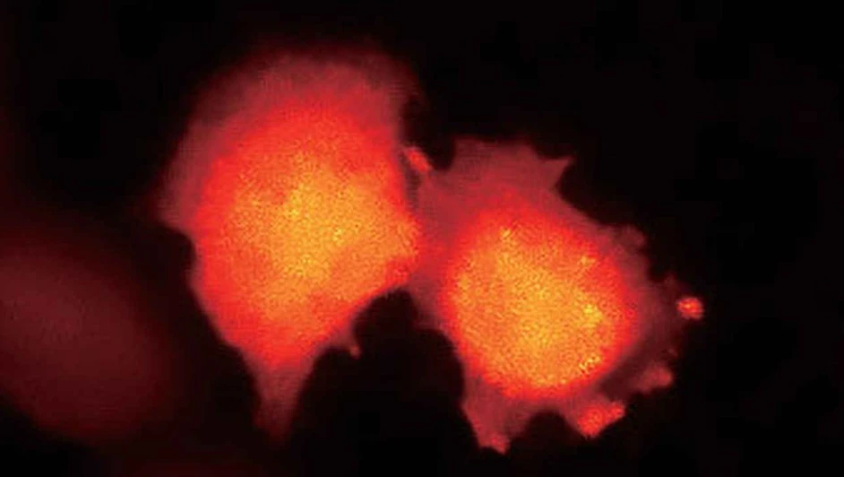 Altium International: Nikon Eclipse Ti2 - Luminiscenční obrázek: Buňky HeLa exprimující protein vápníku na bázi BRET, nano lantern (Ca²⁺). Ukázka s laskavým svolením profesora Takeharu Nagai, Ústavu vědeckého a průmyslového výzkumu, Univerzita v Osace, zdroj web Nikon