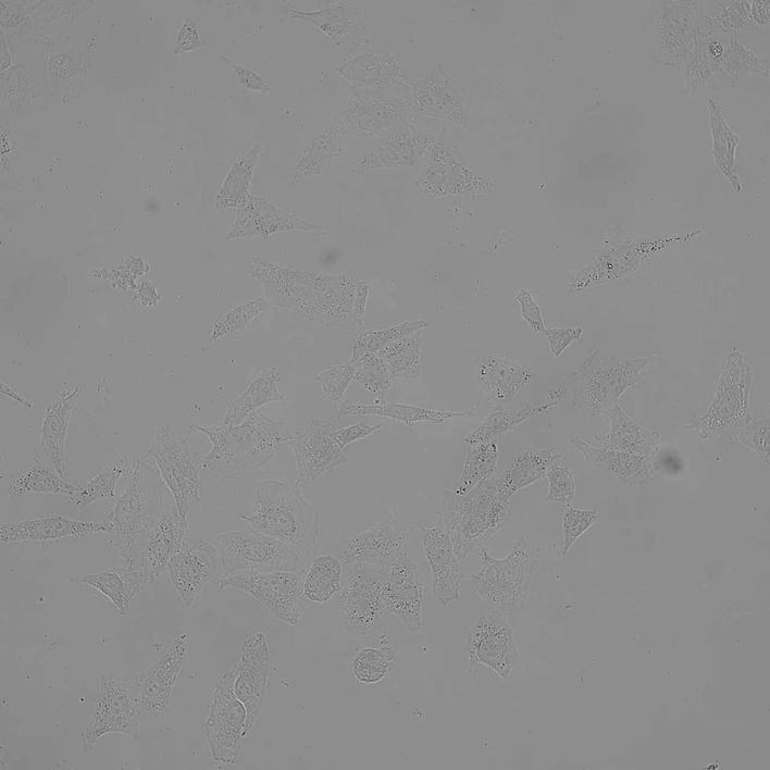 Altium International: Nikon Eclipse Ti2 - Brightfield