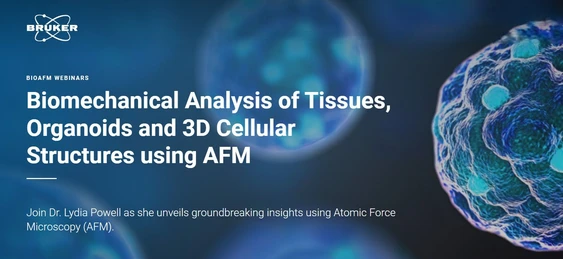 Biomechanical Analysis of Tissues, Organoids, and 3D Cellular Structures using AFM