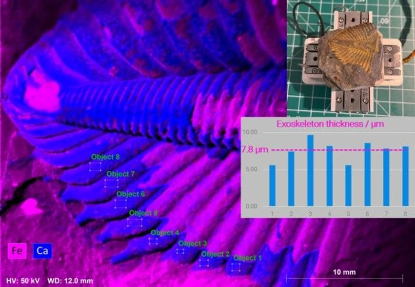 Bruker: Non-destructive thickness evaluation of Trilobite exoskeleton gathered with XTRACE 2 Micro-XRF in SEM. Petrographically, well-kept calcite exoskeleton has ~ 10 µm in thickness.