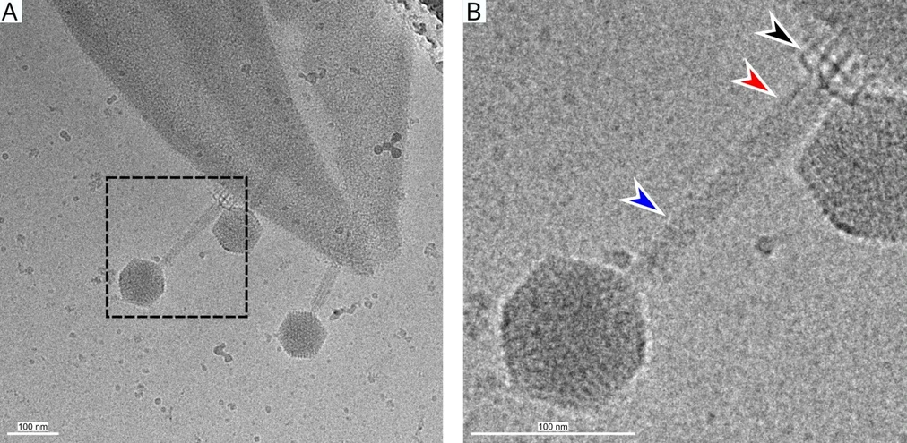 <p><strong>CEITEC/Plevka Lab: </strong>Jak zabít zlatého stafylokoka: nový pohled na viry, které si poradí s bakteriemi</p>