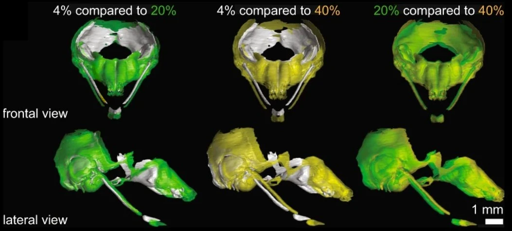 CEITEC: 3D modely chrupavčité tkáně myších embryí vytvořené pomocí rentgenové výpočetní mikrotomografie. Rozdílné barvy modelů znázorňují různé bílkovinné diety.
