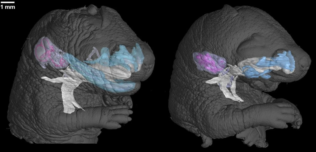 CEITEC VUT: Kontrola vs mutant mikroCT