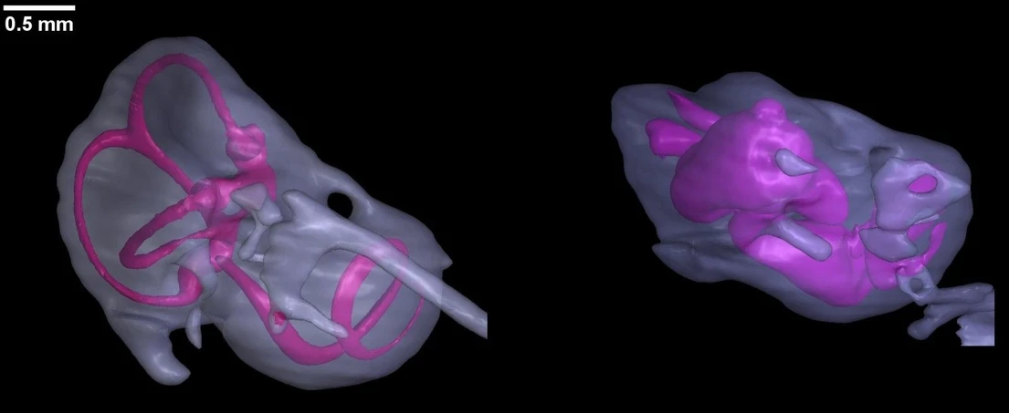 CEITEC VUT: Kontrola vs mutant mikroCT - ucho