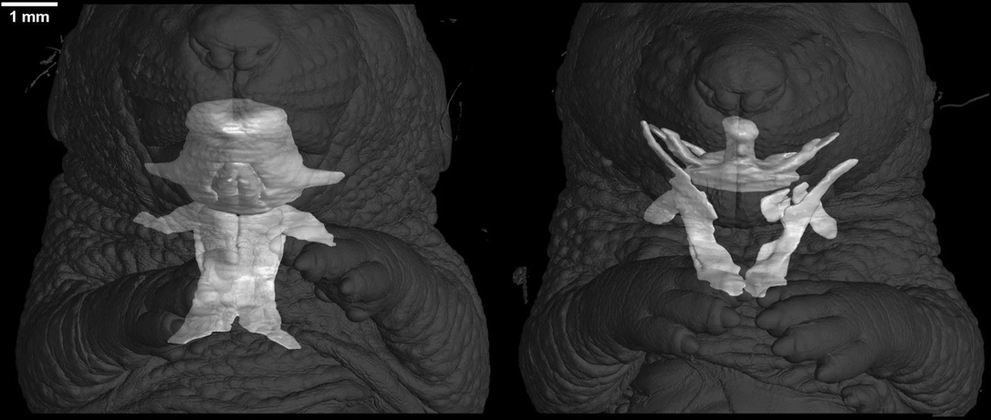 CEITEC VUT: Kontrola vs mutant mikroCT - jazyk