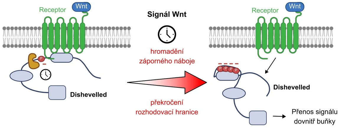 CEITEC/Tripsianes Lab: Vědci našli bod zlomu v buňce. Právě takto může začít rakovina: Nový způsob přenosu signálu Wnt.