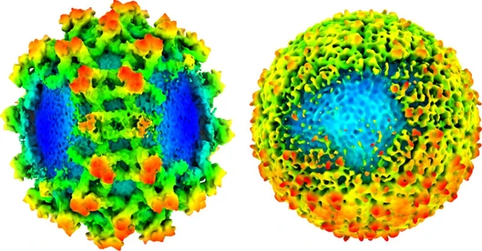 Virus klíšťové encefalitidy vědce překvapil: objevili „lysiny“ v jeho obalu 