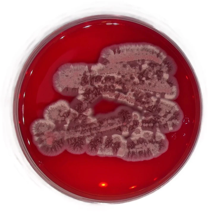MBÚ AV ČR: Houba Exobasidium produkující v kultuře výrazně červené pigmenty – gunaciny.