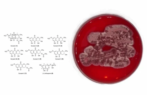 Nově objevená houba může pomoci v boji s tropickými nemocemi