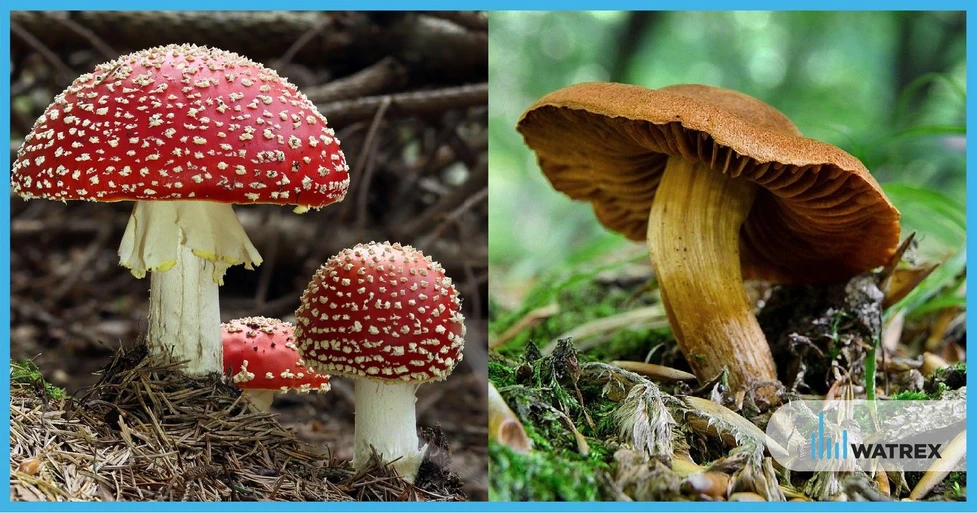 Watrex Obr.2: Ilustrativní fotografie Muchomůrky červené a Pavučince plyšového.