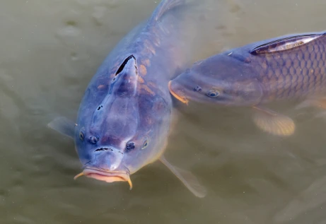 Měří znečištění, aniž by zabíjeli ryby