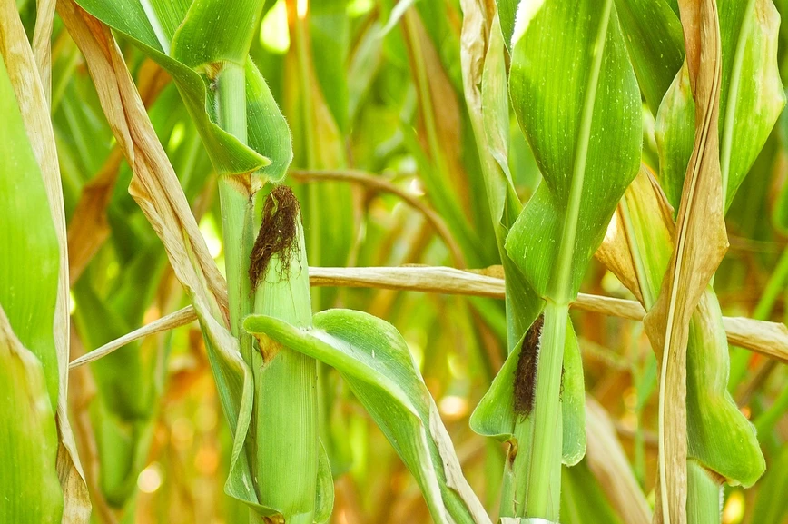 Pixabay: Kukuřice je druhá nejrozšířenější GM plodina. Používá se především jako krmivo, dováží se ze Severní a Jižní Ameriky. Plocha osázená kukuřicí se v ČR stále snižuje.